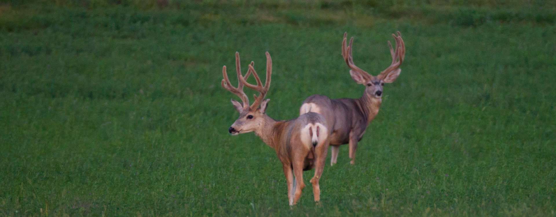 Mule Deer Hunting