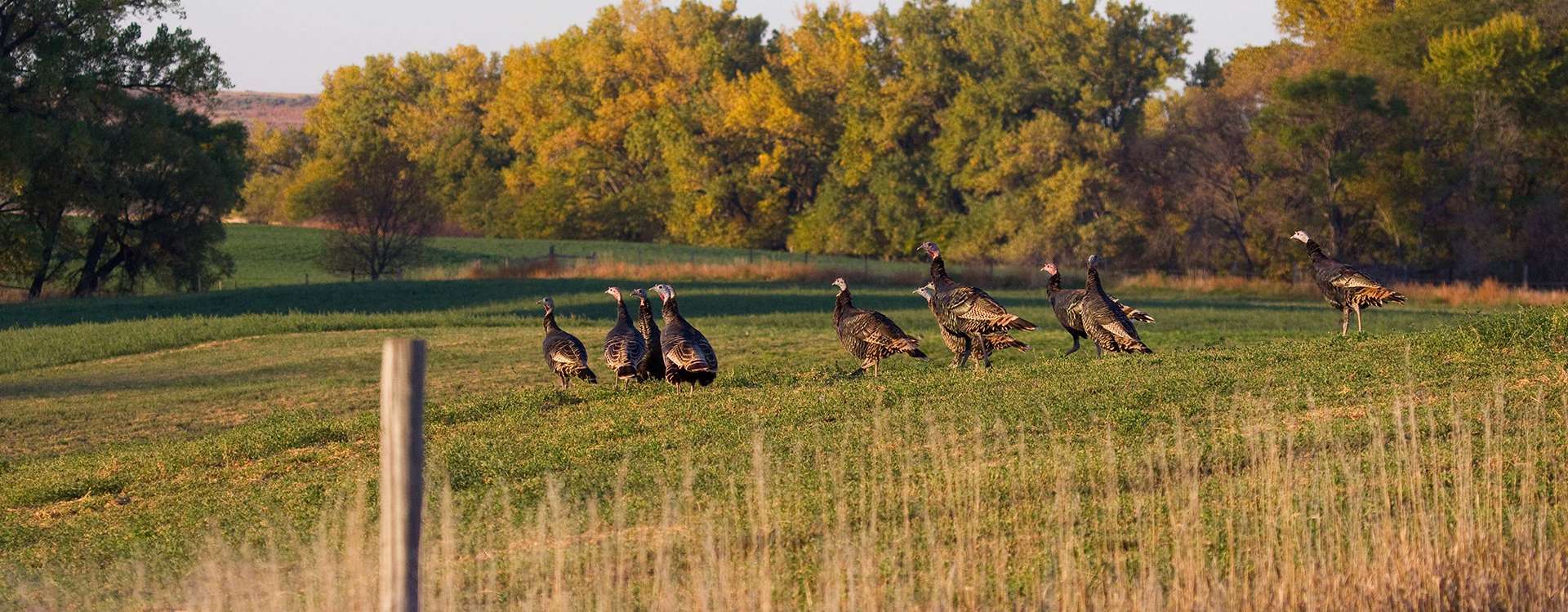 Turkey Hunting