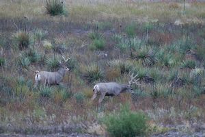 Mule Deer Hunts