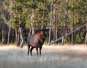 Elk Hunts