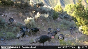 Turkey Hunts