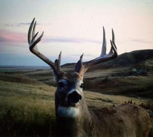 2016-whitetail-deer-cam-west-river-sd-1.jpg