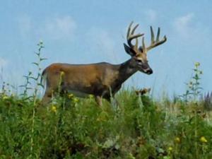 south-dakota-whitetail-hunting-routier-outfitting-14.JPG