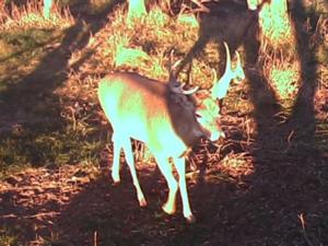 south-dakota-whitetail-hunting-routier-outfitting-3.jpg