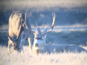 trail-camera-dakota-mule-deer.jpg