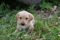 #4 Yellow Female
