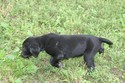 #1 Black Female with white on chest -Reserved for OH.