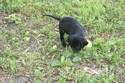 Black Male