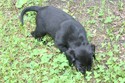 #5 Black Male with White Lightening Streak - Star On Top Reserved-CA.