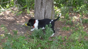 Black and White Spotted Male