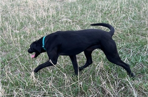 Black Male