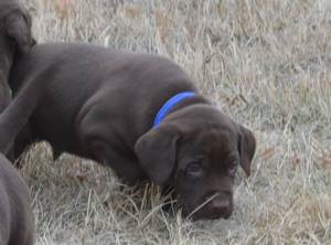 Chocolate Male