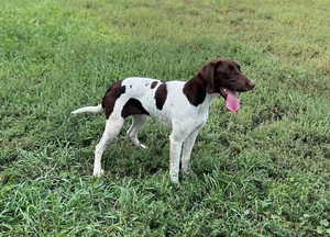 Chocolate and White Female