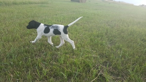 Black and White Spotted Female