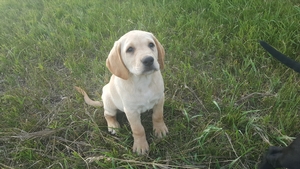 Lighter Yellow Male