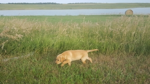 Dark Yellow Male