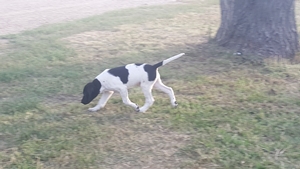 Black and White Spotted Male