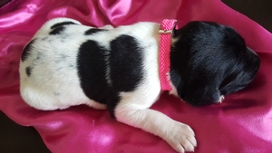 Black and White Spotted Female ~