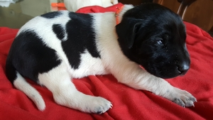 Black and White Spotted Male 3