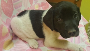 White and Black Spotted Female 9/22