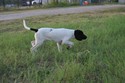 black and white spotted