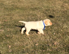 Yellow Male
