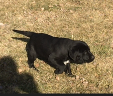 Black Male
