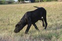 Black Male