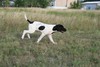 Black and White Spotted female