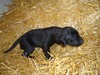 Black Male with white markings
