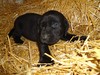 Black Female with White