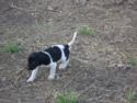 Black and White Spotted Female