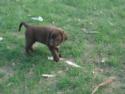 Chocolate Female with White Blaze Streak