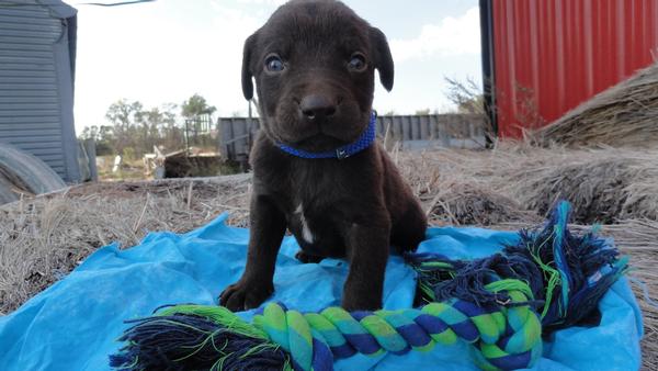 Chocolate Male with Blue Eyes