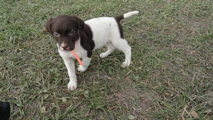 Chocolate And White spotted female