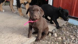 Chocolate Female