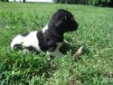 Black and white spotted Puppy