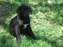 Black Male