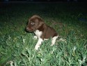Male Chocolate with White Socks and Chest 