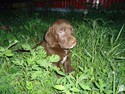 Chocolate with White Chest Male