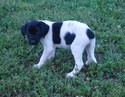 Black and White Spotted
