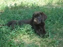 Chocolate Female