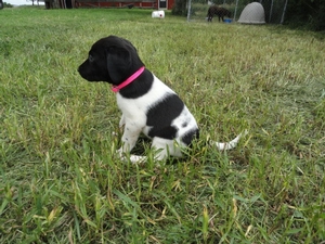 Black and White Spotted Female 