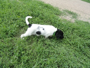 Spotted Female black and white 