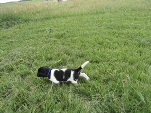 Black And White Spotted Male