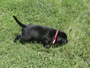 Black female with white streak 