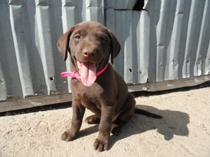 Chocolate Female- Solid