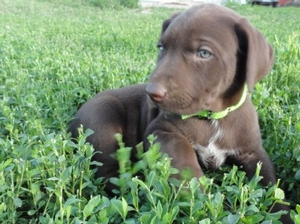 Chocolate Male with White