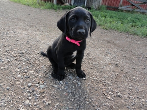 Black Female with white