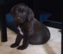 Chocolate Female with large white markings on chest